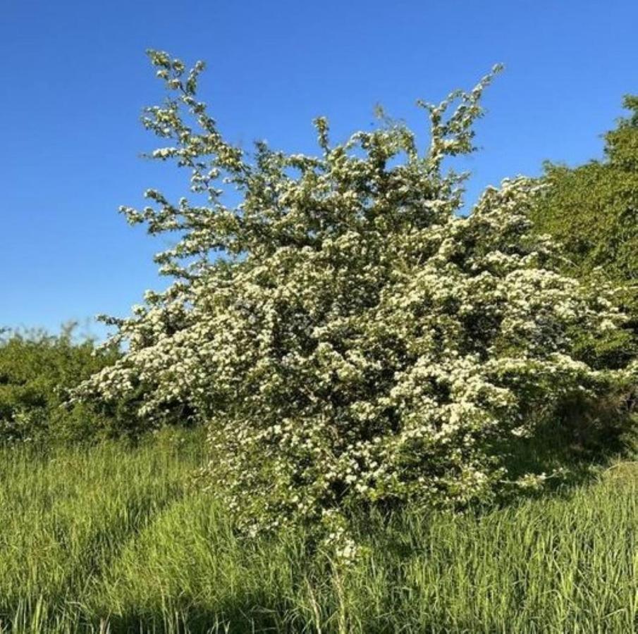 Ferienwohnung Classen Eifel Schleiden Luaran gambar